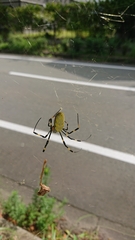 Trichonephila clavata