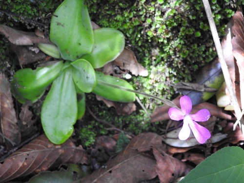 Pinguicula moranensis (Pinguicula moranensis)