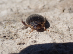 Acilius abbreviatus