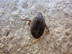 Acilius abbreviatus
