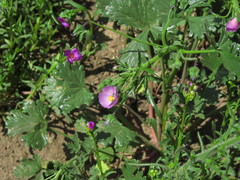 Cristaria dissecta