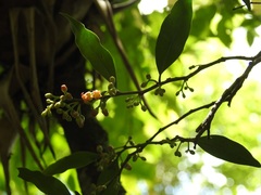 Schoepfia vacciniiflora