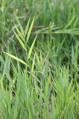 Panicum hemitomon