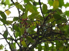 Schoepfia vacciniiflora