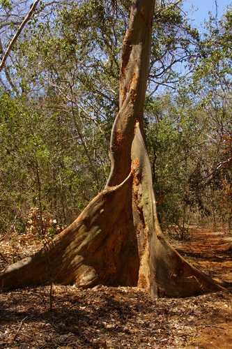 Sterculia appendiculata