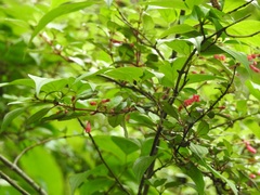 Fuchsia thymifolia minimiflora