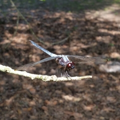 Libellula incesta