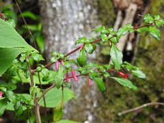 Fuchsia thymifolia minimiflora