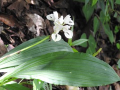 Govenia liliacea