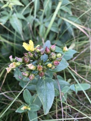 Hypericum mitchellianum