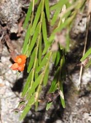 Isochilus aurantiacus
