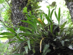 Prosthechea ochracea