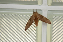 Clanis bilineata tsingtauica