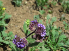 Phacelia brachyantha