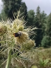 Bombus tunicatus