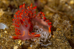 Austraeolis stearnsi