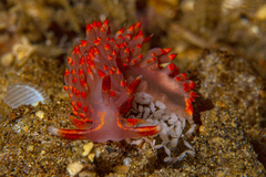 Austraeolis stearnsi