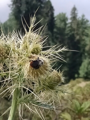 Bombus tunicatus