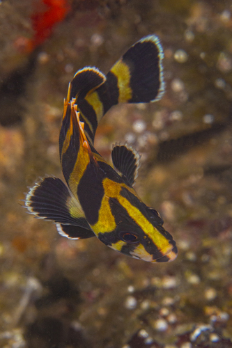Rockfish (Sebastes serriceps) — Sebastidae