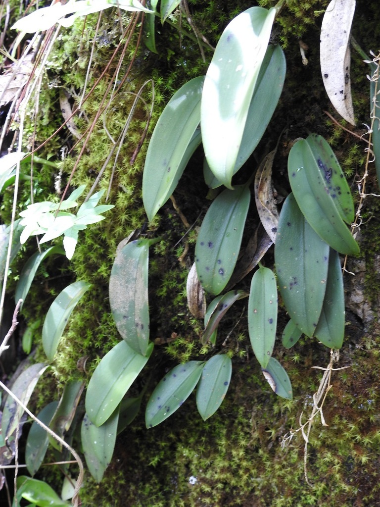 Acianthera rzedowskiorum