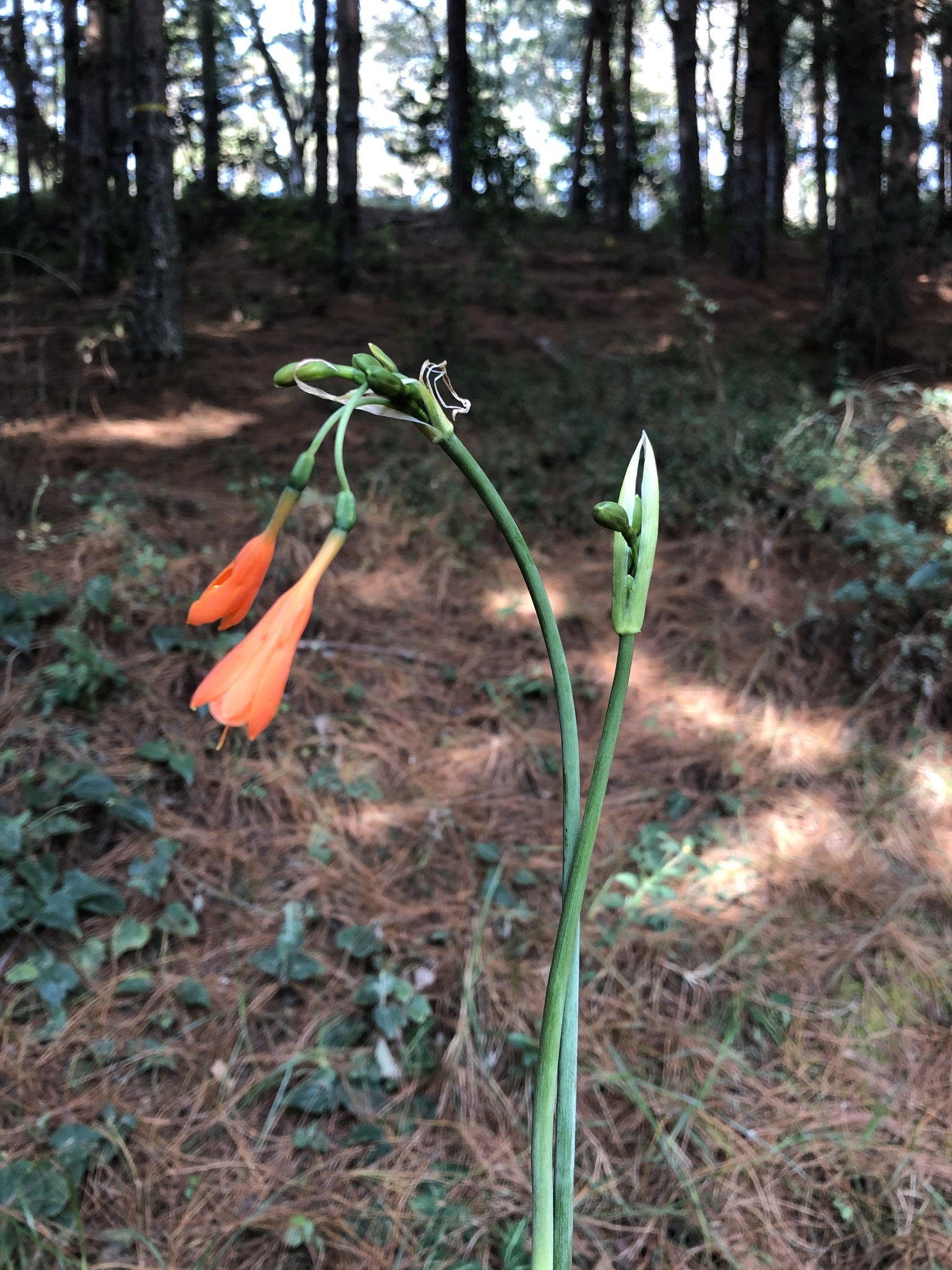 Stenomesson aurantiacum image