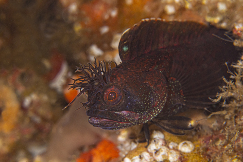 Yellowfin fringehead (Neoclinus stephensae) — Chaenopsidae