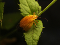 Lycus fernandezi