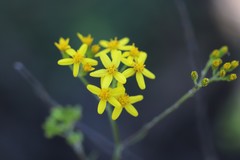 Senecio linearifolius linearifolius