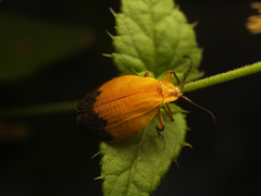 Lycus fernandezi