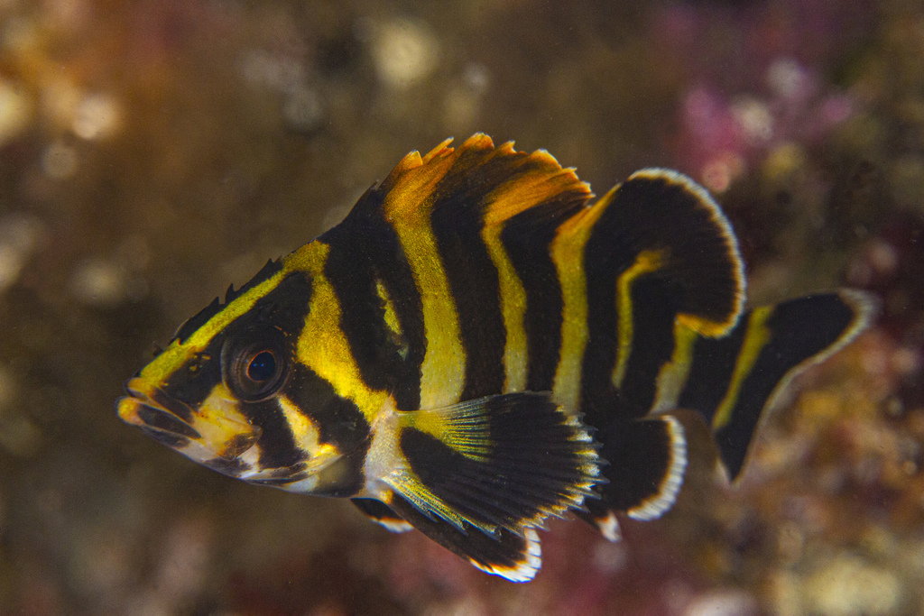 Treefish