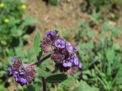 Phacelia brachyantha