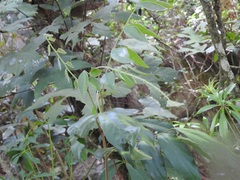 Picramnia deflexa