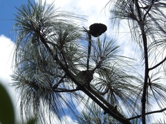 Pinus pseudostrobus apulcensis