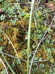 Sphagnum subsecundum