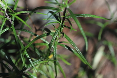 Senecio linearifolius linearifolius