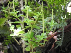 Peperomia galioides