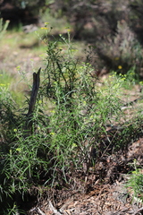 Senecio linearifolius linearifolius