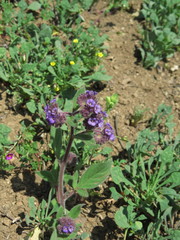 Phacelia brachyantha