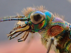 Cicindela tranquebarica vibex