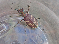 Cicindela tranquebarica vibex