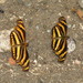 Podotricha judith caucana - Photo (c) Lepidoptera Colombiana, algunos derechos reservados (CC BY-NC), uploaded by Lepidoptera Colombiana
