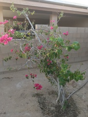 Bougainvillea
