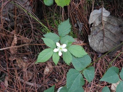 Rubus adenotrichos