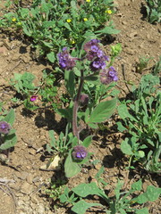 Phacelia brachyantha