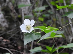 Rubus trilobus