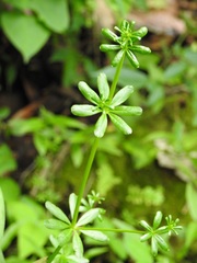 Galium mexicanum mexicanum