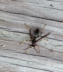 Polistes parametricus