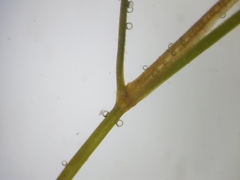 Potamogeton foliosus
