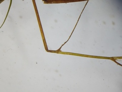 Potamogeton foliosus