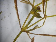 Potamogeton foliosus